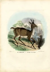 Chamois, 1863-79
